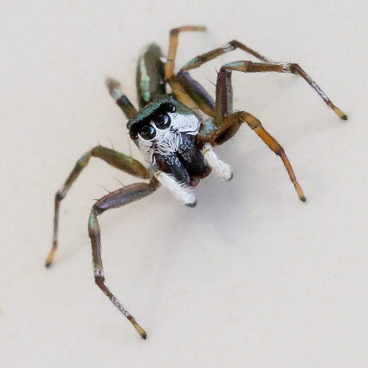 Jumping Spider (Cosmophasis thalassina) (Cosmophasis thalassina)